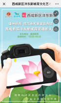 西咸新区沣东新城荷文化艺术节摄影大赛