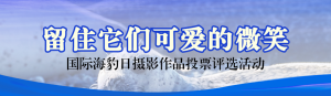 藍(lán)色寫實風(fēng)格政府組織國際海豹日投票活動banner