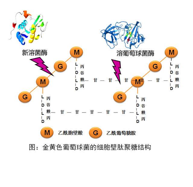 复 合 溶 葡 萄 球 菌 酶双重破壁杀菌,直接裂解细胞壁肽聚糖结构,对