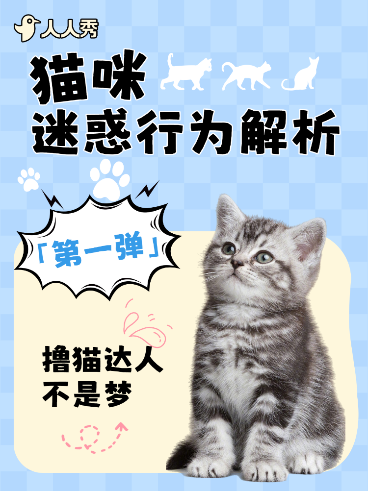 宠物猫咪知识科普