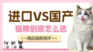 宠物知识科普猫粮怎么选