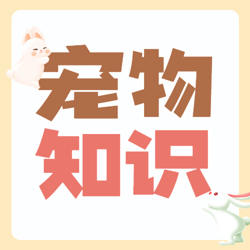 宠物兔子知识科普