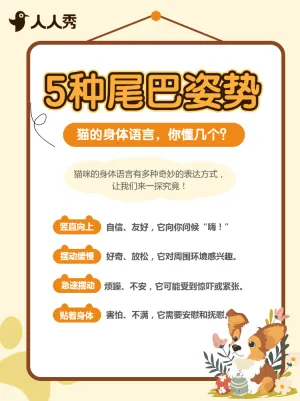 宠物派对活动宣传