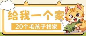 宠物领养计划活动