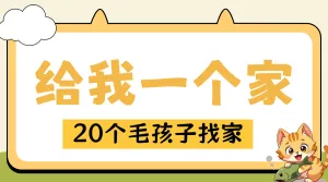 宠物领养计划活动