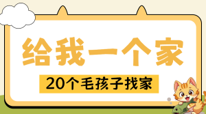 寵物領養(yǎng)計劃活動