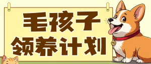 宠物领养活动